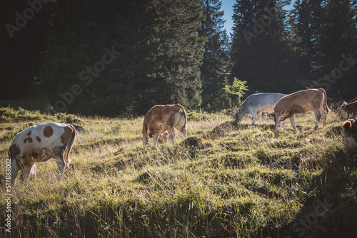 Kühe Alm