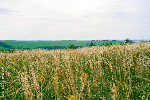 A lonely tree on a greenfield. Landscape. Beautiful landscape. Blue sky. grass. shrubs.Postcard 