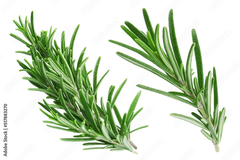 Fototapeta premium Rosemary twig and leaves isolated on white background. Collection