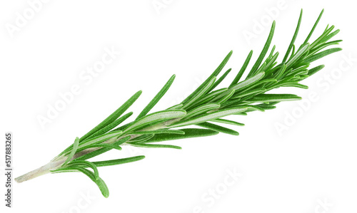 Rosemary twig isolated on white background  