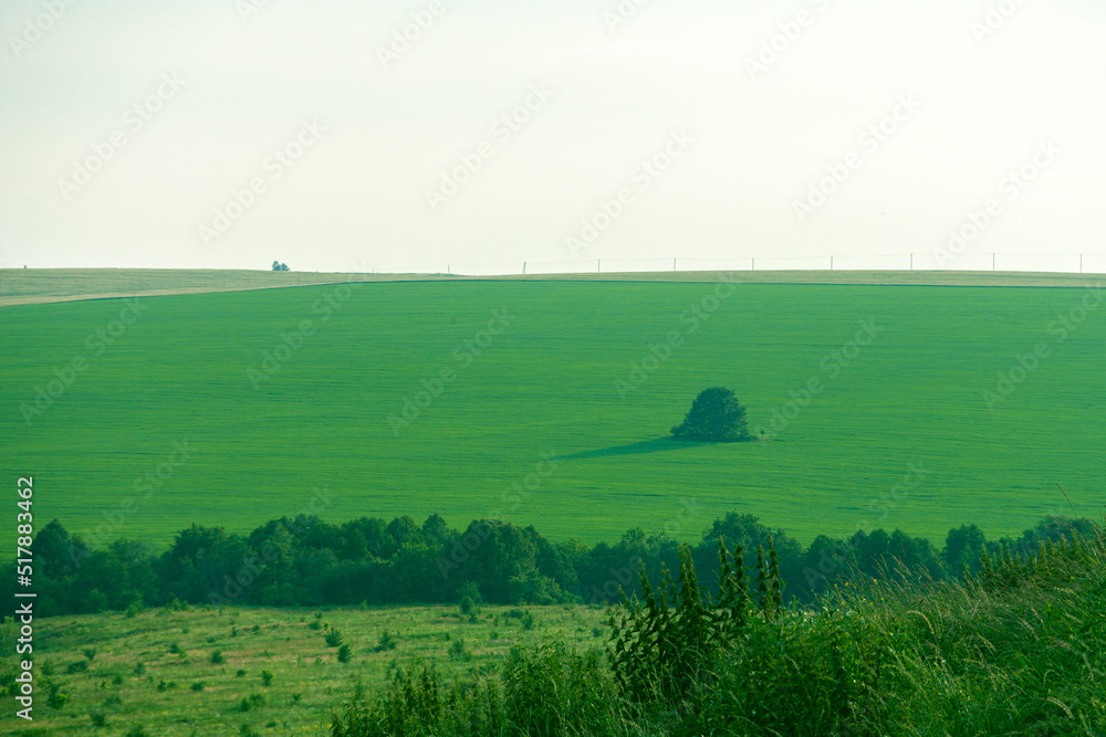 Landscape. A field of wheat . ears of grain develop in the wind. a field with tall grass. Green Trees. the sky with beautiful clouds. Green grass. park. Russia.	