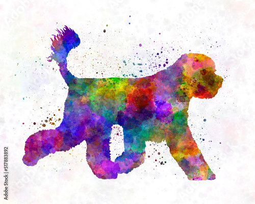 Portuguese Water Dog in watercolor photo