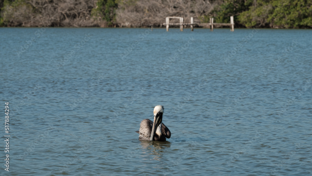 Naklejka premium Pelican at Rio Lagartos, moving its wings, 