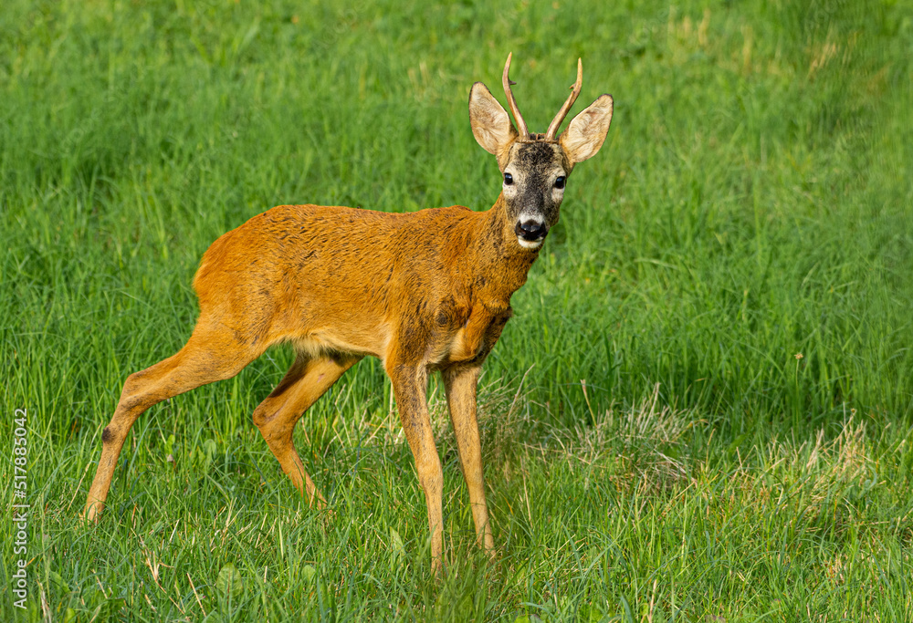 roe deer in the grass roe deer in the grass