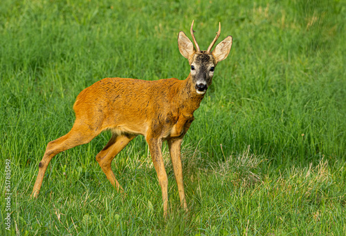 roe deer in the grass
