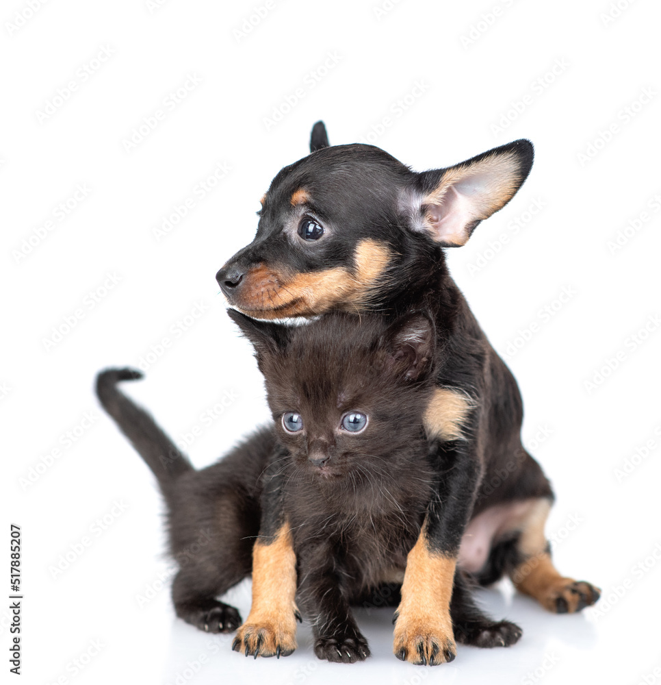 Friendly oy terrier puppy embraces tiny black kitten. isolated on white background