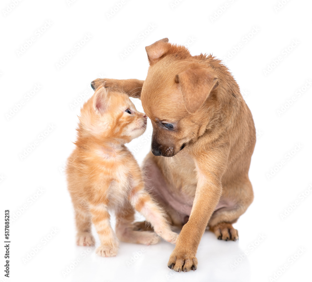 Playful Toy terrier puppy and ginger tabby kitten sit together.  isolated on white background