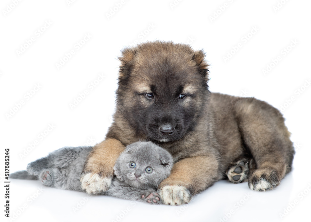 Friendly Caucasian shepherd dog puppy embraces cute kitten. isolated on white background