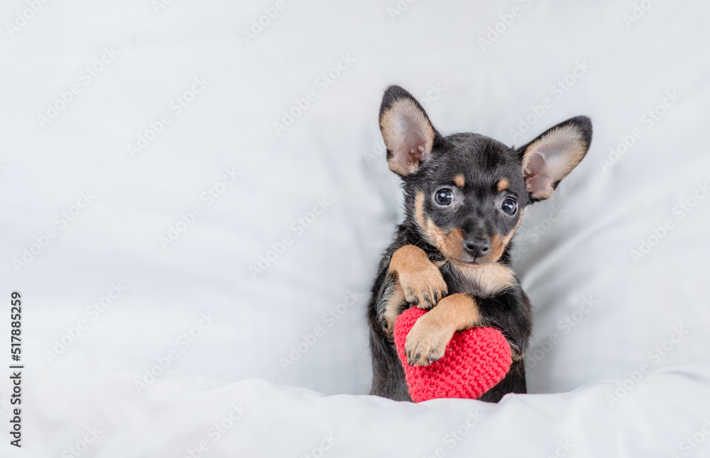 Cute Toy terrier puppy holds red heart on a bed at home. Top down view. Empty space for text Cute Toy terrier puppy holds red heart on a bed at home. Top down view. Empty space for text