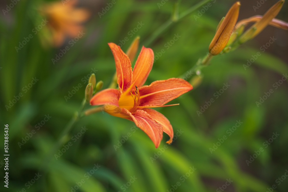 Close-up of a single blooming orange daylily flower on a green background