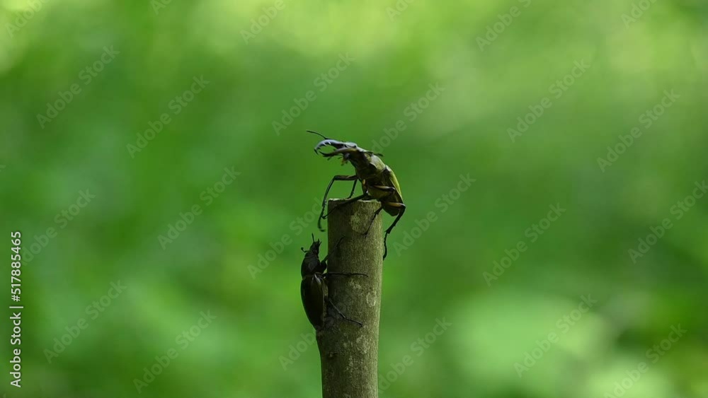 ミヤマクワガタが飛ぶ場面