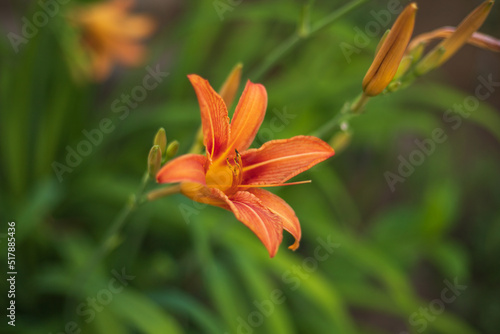 Close-up of a single blooming orange daylily flower on a green background