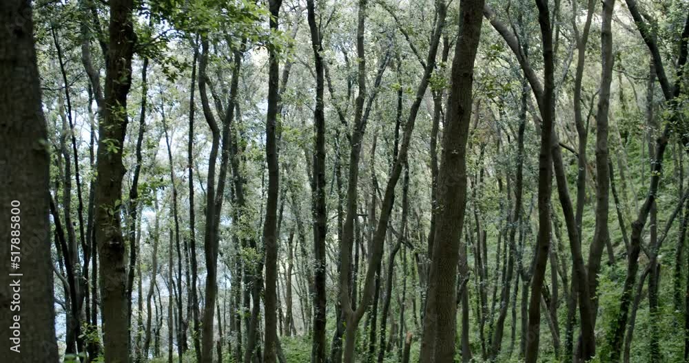 Beautiful view of one of the forests in the Island in Capri, in Italy Beautiful view of one of the forests in the Island in Capri, in Italy