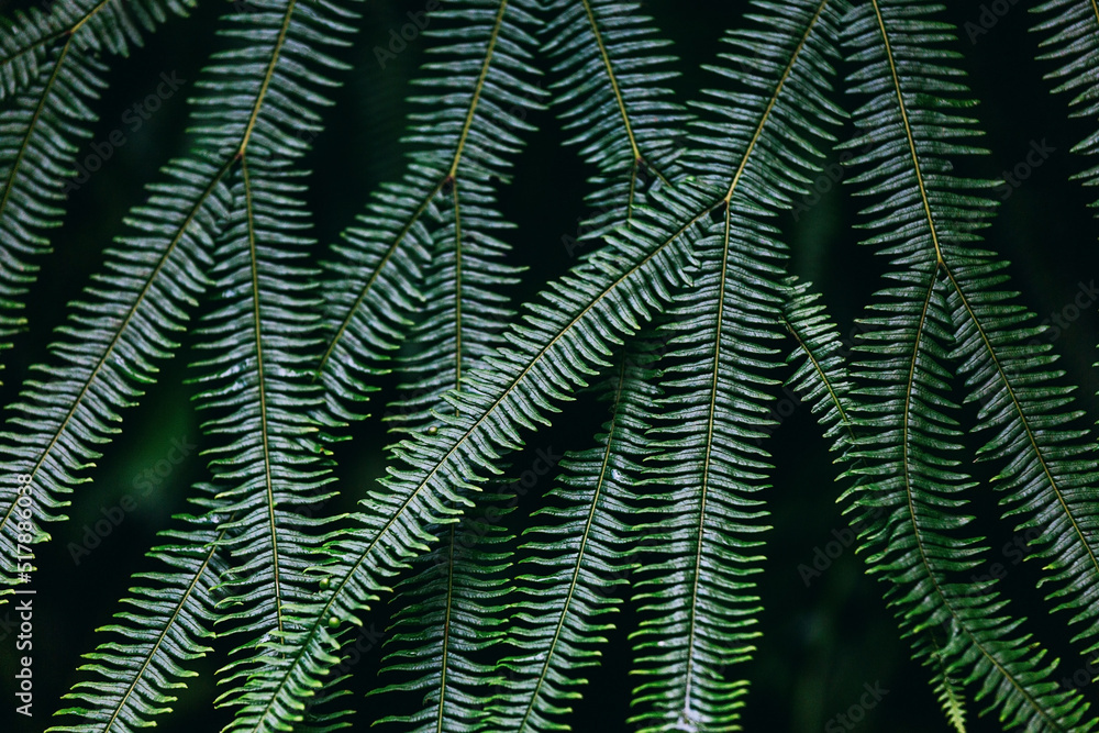 Natural background. Fern branches on a dark background.