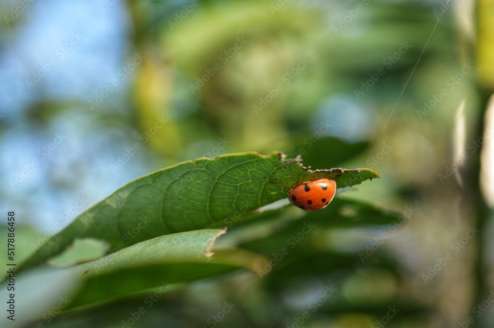 Obraz premium ladybug on the tree