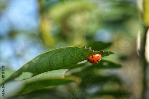 ladybug on the tree