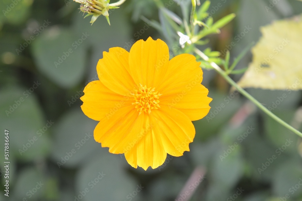 beautiful flower close-up