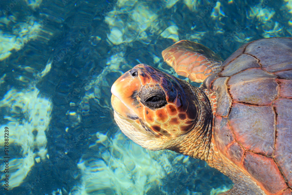 Fototapeta premium Eine Aufnahme einer geschützen Meeresschildkröte im Wasser. Diese Schildkröten brauchen den Weltweiten Schutz und ihrer Habitate.