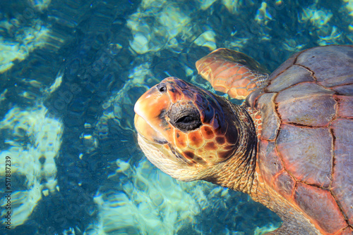 Eine Aufnahme einer geschützen Meeresschildkröte im Wasser. Diese Schildkröten brauchen den Weltweiten Schutz und ihrer Habitate. 