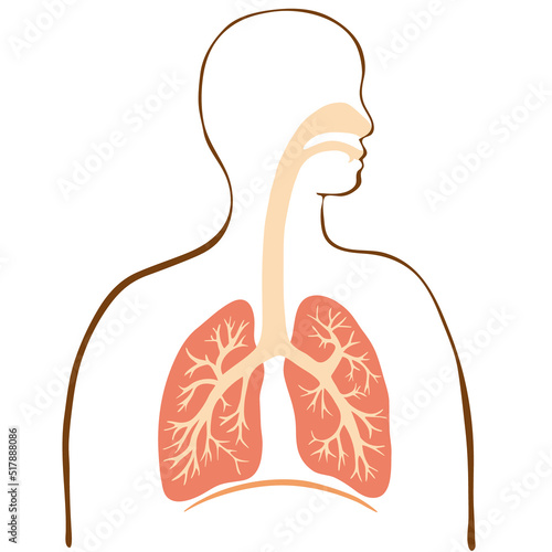 カラフルな肺と気管支のイラストと人のシルエット 
Colorful illustration of the lungs and trachea with human silhouette.