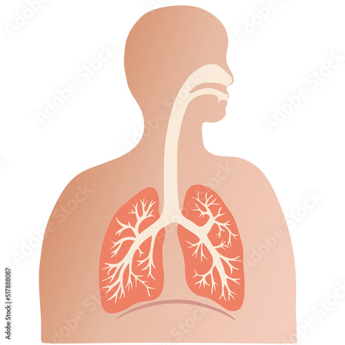 カラフルな肺と気管支のイラストと人のシルエット 
Colorful illustration of the lungs and trachea with human silhouette.