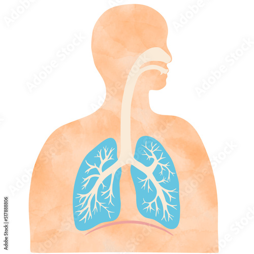 水彩風のカラフルな肺と気管支のイラストと人のシルエット 
Colorful illustration of the lungs and trachea with human silhouette with water color texture