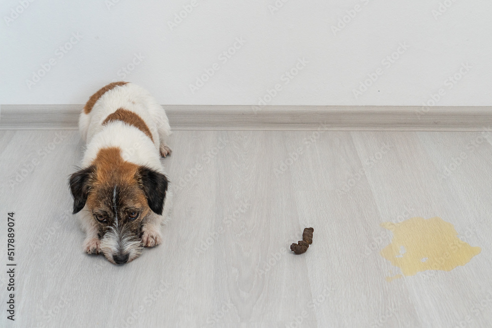 Dog breed Jack Russell Terrier lies guiltily on the floor. Nearby is a ...