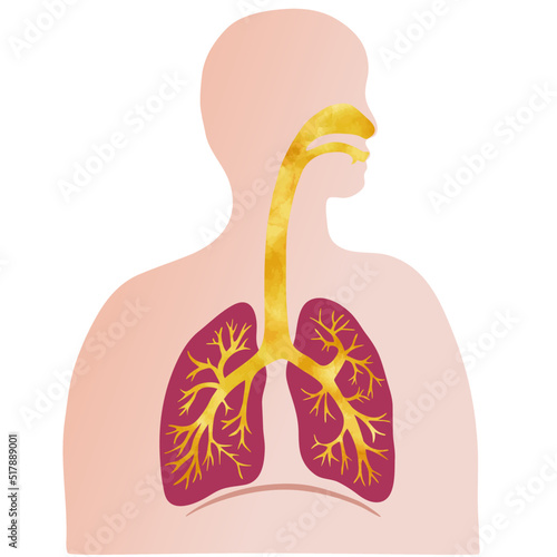 水彩風のカラフルな肺と気管支のイラストと人のシルエット 
Colorful illustration of the lungs and trachea with human silhouette with water color texture