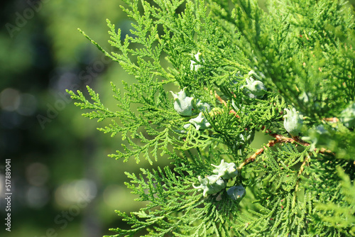 Thuja branches. Photo of nature. Closeup of thuja branches.