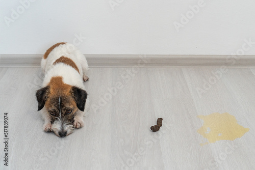 Dog breed Jack Russell Terrier lies guiltily on the floor. Nearby is a poop and a puddle of urine on the floor of the apartment. Home dog training concept.
