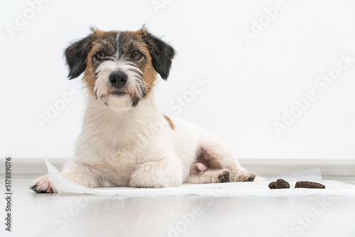 Dog breed Jack Russell Terrier and poop in a dog diaper. Home dog training concept. Teaching the dog to clean the toilet. Raising pets. 