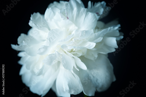 White blooming peony flower isolated on black background © zakalinka