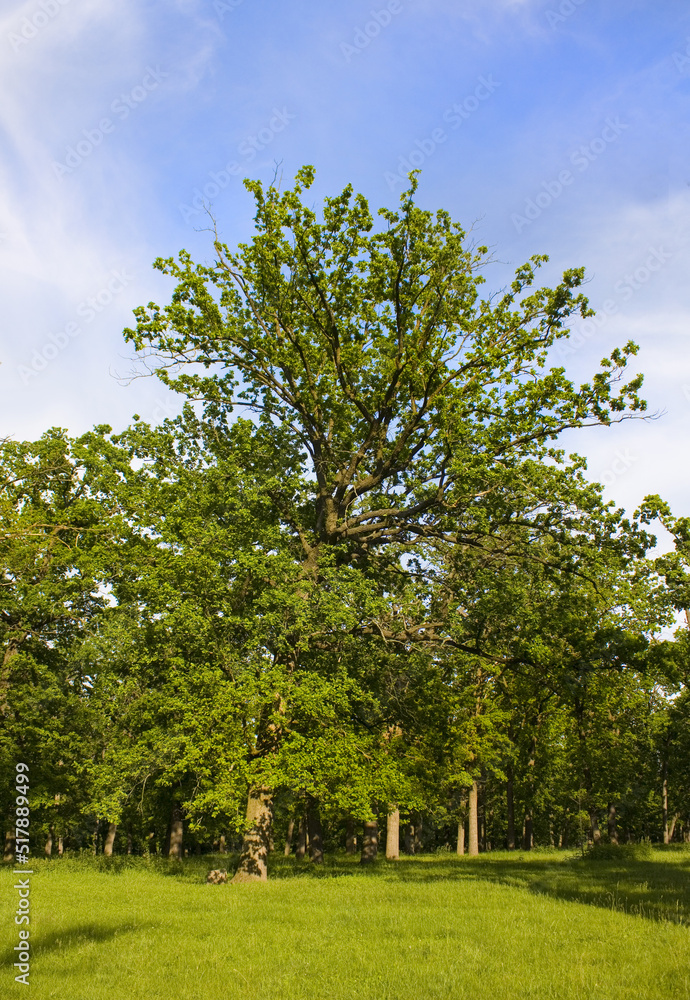 Landscape in National dendrological park Landscape in National dendrological park