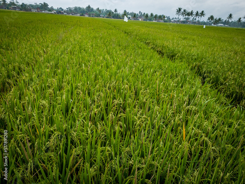 The morning view of the rice fields with green colors