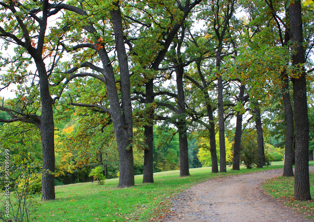 Landscape in National dendrological park 