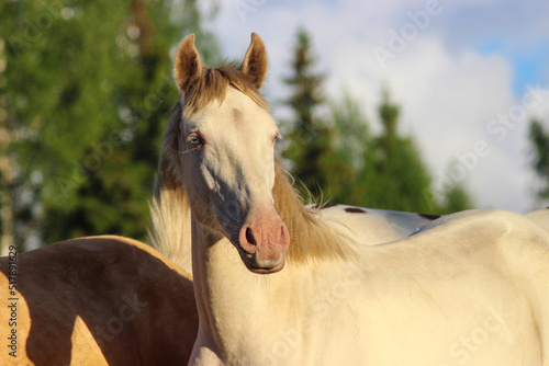 portrait of a horse, portrait of a young horse with a pearly sheen of wool and blue eyes with a cream gene photo