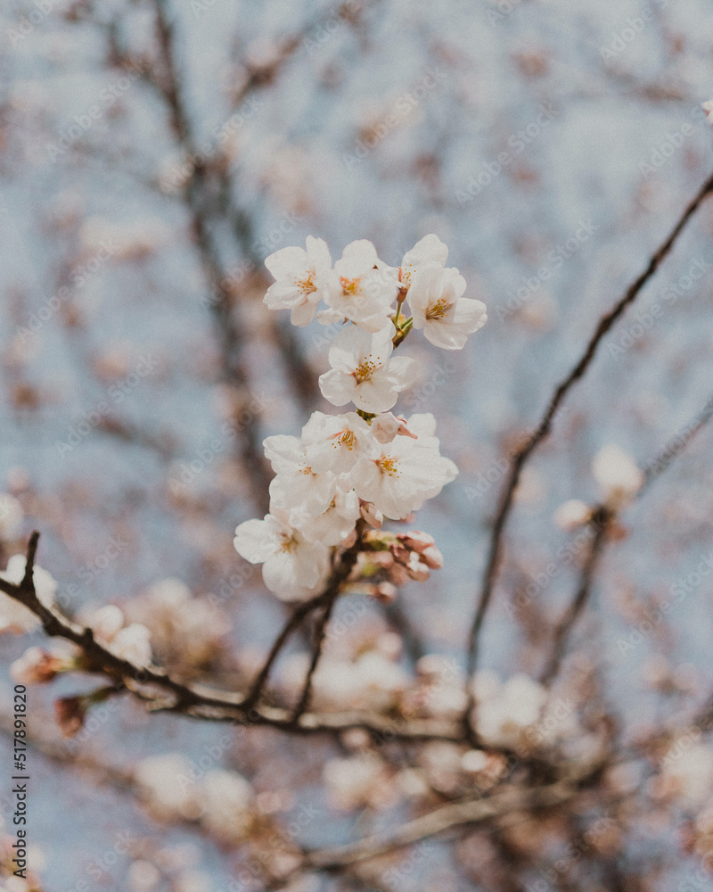 Cherry Blossom tree bloom in spring Cherry Blossom tree bloom in spring
