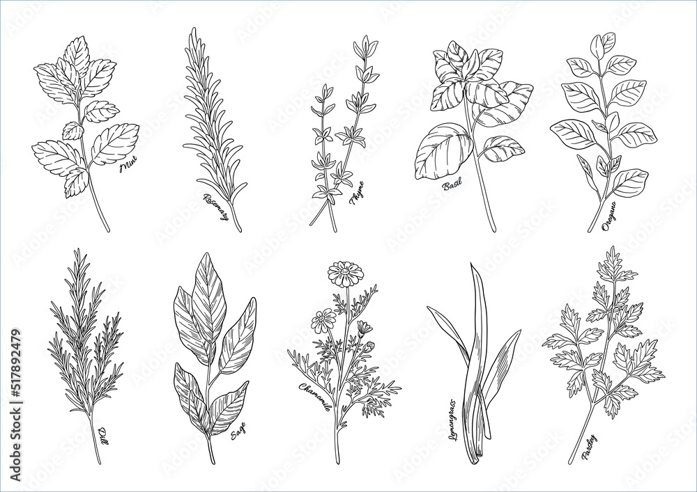ハーブの線画イラスト, 手描きの挿絵素材, 香草植物のセット, 料理やアロマの材料. ペン画.