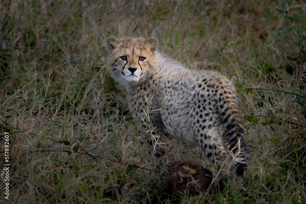 Naklejka premium cheetah cub