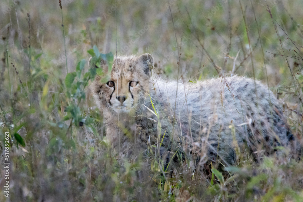 cheetah in the grass cheetah in the grass