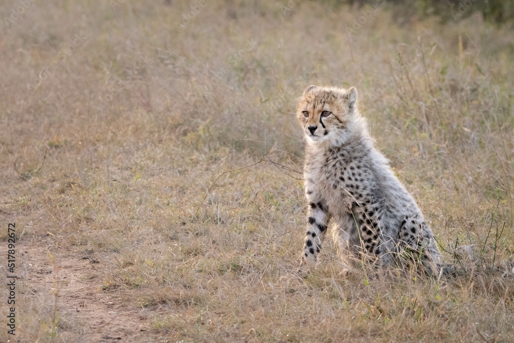 Fototapeta premium cheetah cub