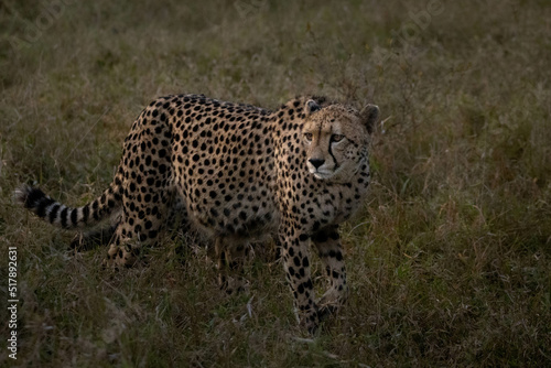 cheetah in the grass