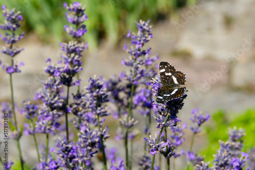 Map butterfly  Araschnia levana  with open wings sitting on lavender in Zurich  Switzerland