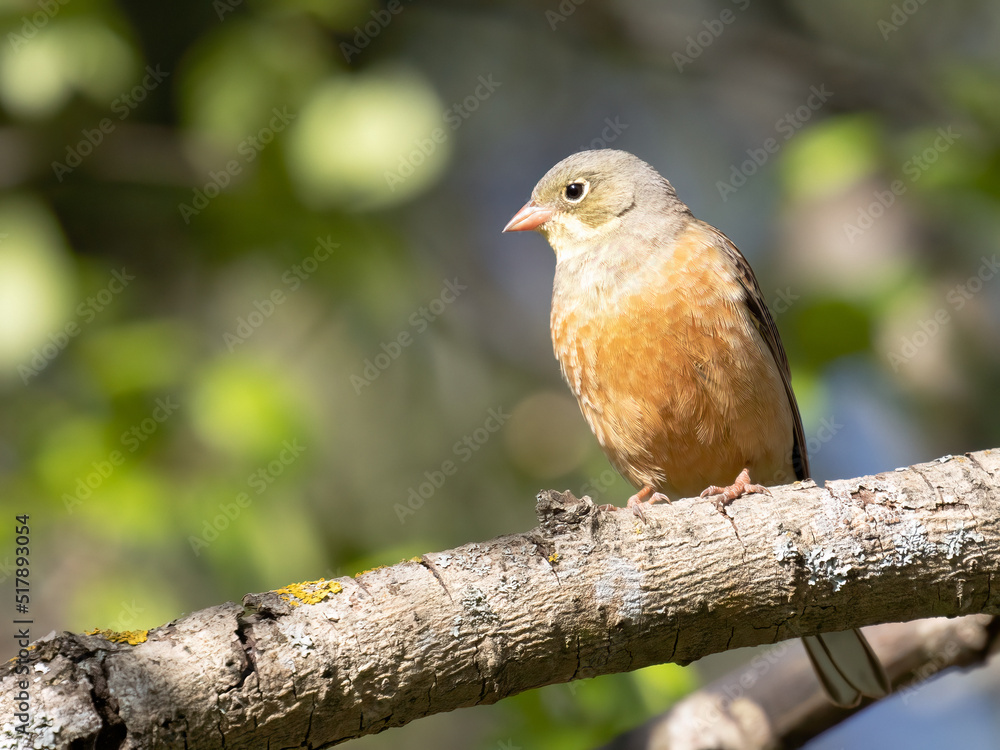 Ortolan Bunting Ortolan Bunting