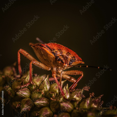 bug