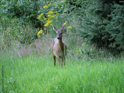 roe deer (capreolus capreolus) in summer 