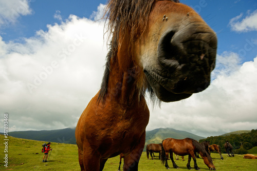 Caballos burguetanos en el collado de Arbilleta. Gran recorrido 11.Cordillera pirenaica.Navarra.España. photo