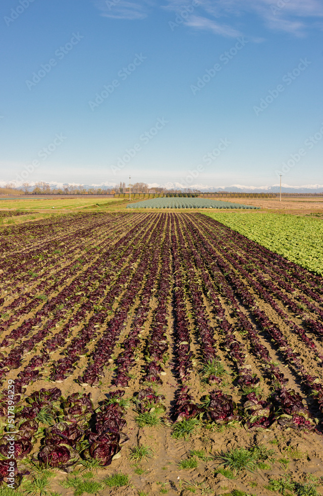 Production of organic radicchio in Veneto, Italy. Chioggia radicchio field. High quality vertical image.