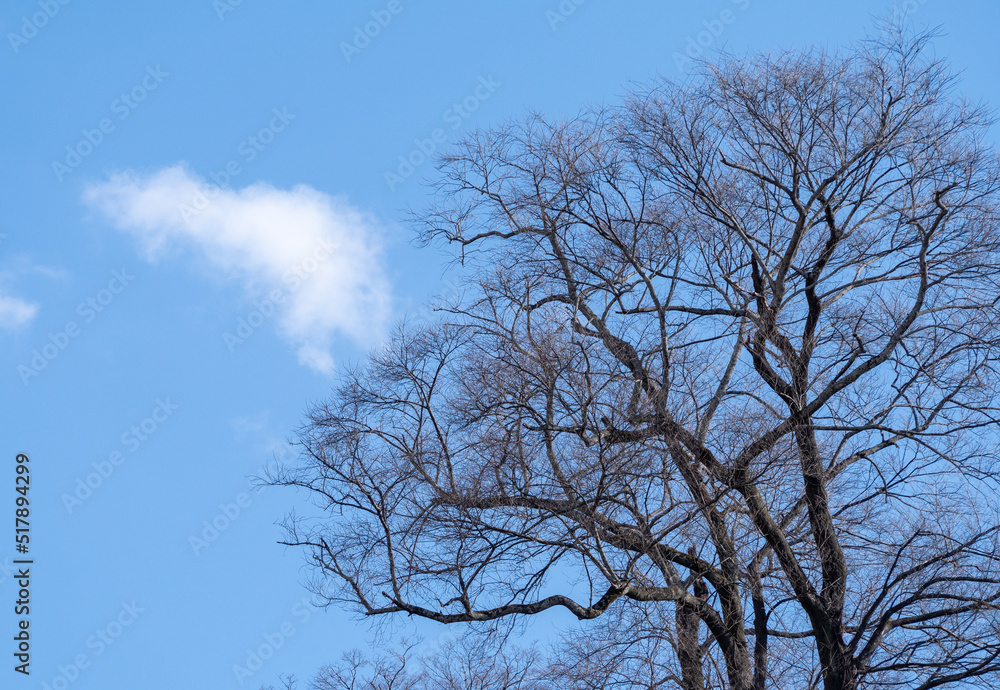 葉が落ちた冬の桜の木の向こうにポッカリ浮かぶ雲