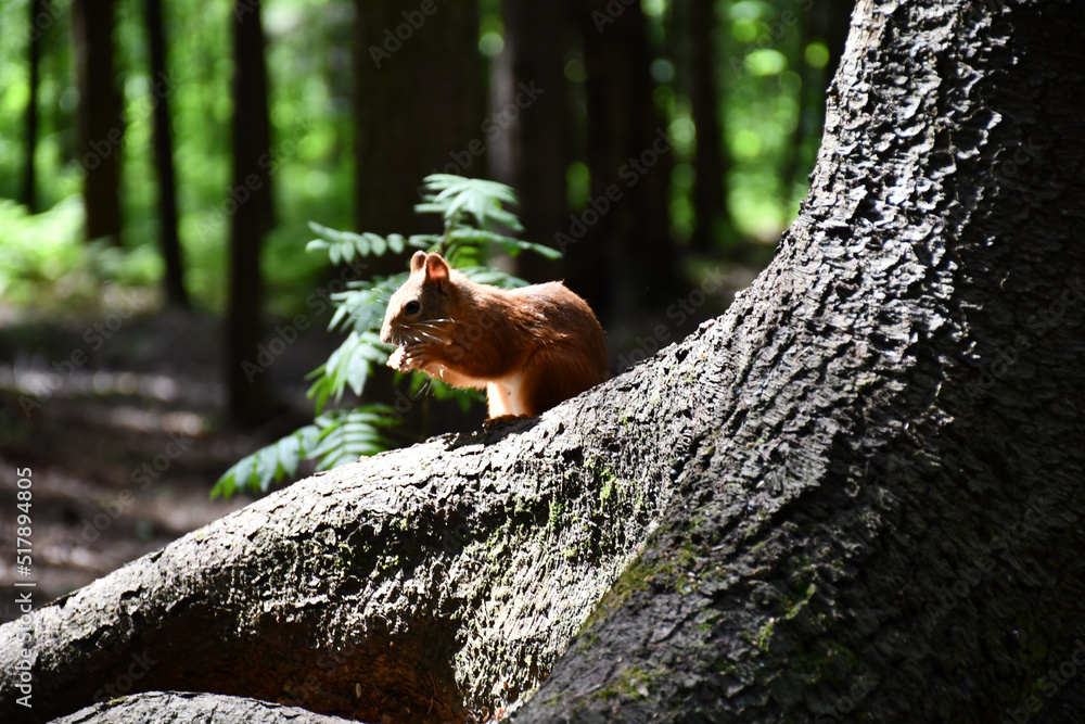 A red squirrel sits near a tree in nature
